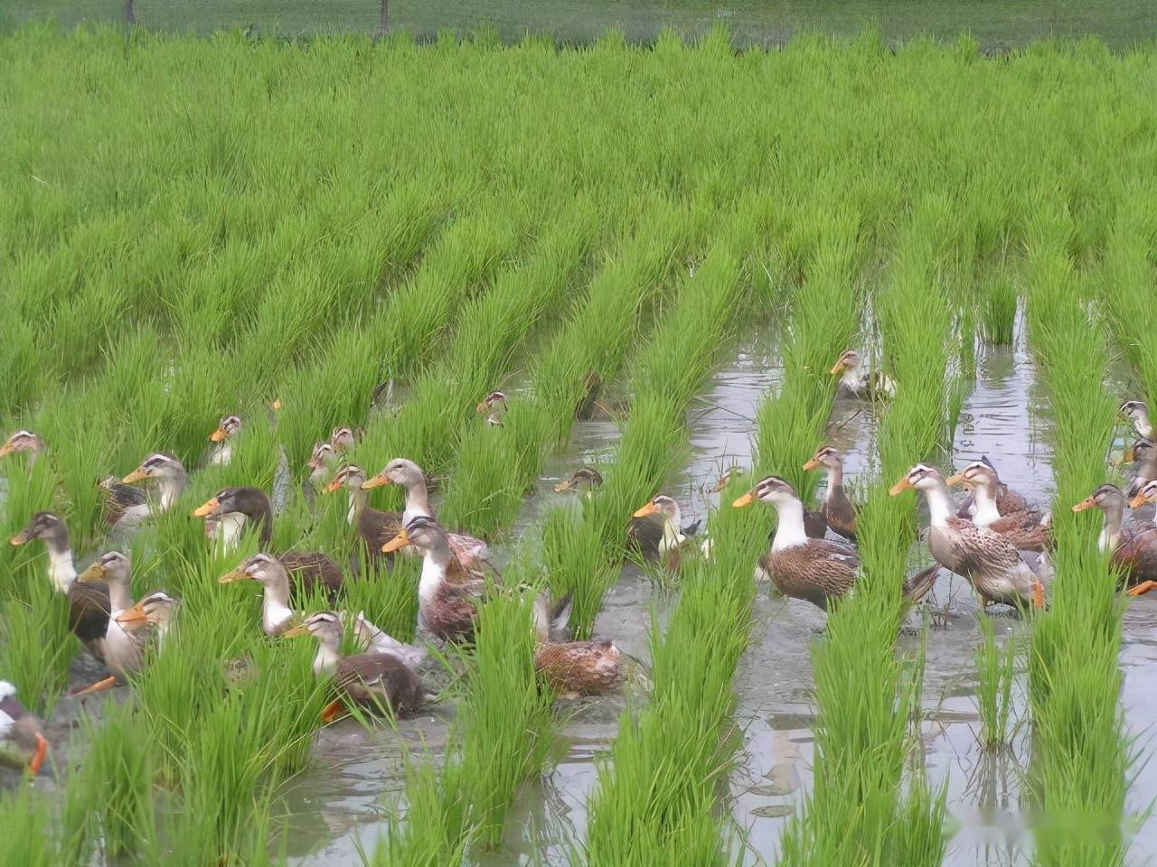 北京it外包公司有哪些_it外包服務_it外包市場分析及營銷模式探討